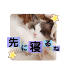 いつものほたてくん2（個別スタンプ：37）