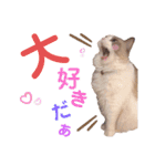 いつものほたてくん2（個別スタンプ：38）
