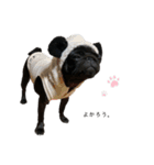黒パグのあんこ③（個別スタンプ：15）