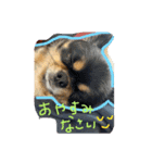 我が家の犬たち【改】（個別スタンプ：1）