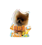 我が家の犬たち【改】（個別スタンプ：2）