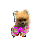 我が家の犬たち【改】（個別スタンプ：4）