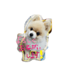 我が家の犬たち【改】（個別スタンプ：8）