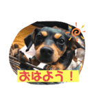 ジルちゃんとロン君のスタンプ2⃣（個別スタンプ：5）