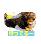 ジルちゃんとロン君のスタンプ2⃣（個別スタンプ：13）