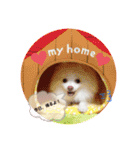 コロやんスタンプ。（個別スタンプ：7）
