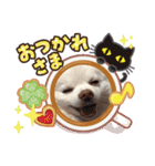 コロやんスタンプ。（個別スタンプ：12）
