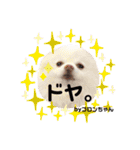 コロやんスタンプ。（個別スタンプ：14）