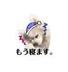 コロやんスタンプ。（個別スタンプ：15）