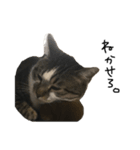 ねこたちのたわごと（個別スタンプ：1）