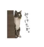 ねこたちのたわごと（個別スタンプ：3）