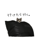 ねこたちのたわごと（個別スタンプ：6）