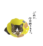 ねこたちのたわごと（個別スタンプ：7）