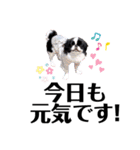 狆＆柴犬の毎日の安否確認（個別スタンプ：3）