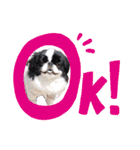 狆＆柴犬の毎日の安否確認（個別スタンプ：4）