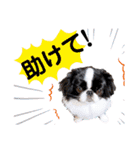 狆＆柴犬の毎日の安否確認（個別スタンプ：25）