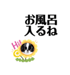 狆＆柴犬の毎日の安否確認（個別スタンプ：35）