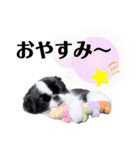 狆＆柴犬の毎日の安否確認（個別スタンプ：40）