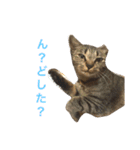 ん？どした？（個別スタンプ：1）