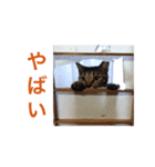 ん？どした？（個別スタンプ：3）