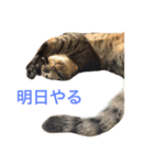 ん？どした？（個別スタンプ：8）