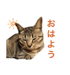 ん？どした？（個別スタンプ：11）