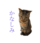 ん？どした？（個別スタンプ：15）
