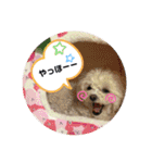 latte2nd（個別スタンプ：6）