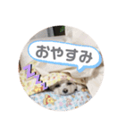 latte2nd（個別スタンプ：10）