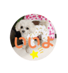 latte2nd（個別スタンプ：17）