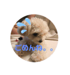 latte2nd（個別スタンプ：18）
