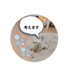 latte2nd（個別スタンプ：19）