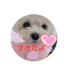 latte2nd（個別スタンプ：21）