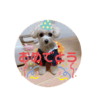 latte2nd（個別スタンプ：22）