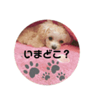 latte2nd（個別スタンプ：24）