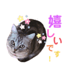アメショのビビアン3！！！（個別スタンプ：1）