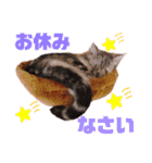 アメショのビビアン3！！！（個別スタンプ：4）