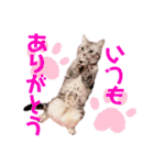 アメショのビビアン3！！！（個別スタンプ：5）