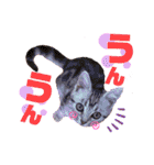 アメショのビビアン3！！！（個別スタンプ：6）