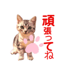 アメショのビビアン3！！！（個別スタンプ：11）