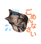 アメショのビビアン3！！！（個別スタンプ：13）