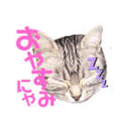 アメショのビビアン3！！！（個別スタンプ：14）