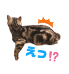 アメショのビビアン3！！！（個別スタンプ：18）