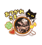 アメショのビビアン3！！！（個別スタンプ：21）