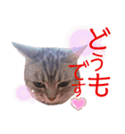 アメショのビビアン3！！！（個別スタンプ：22）