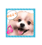 毎日使える！かわいすぎるポメラニアン（個別スタンプ：1）