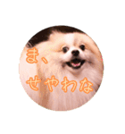 毎日使える！かわいすぎるポメラニアン（個別スタンプ：3）