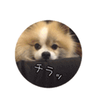 毎日使える！かわいすぎるポメラニアン（個別スタンプ：4）
