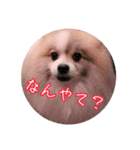 毎日使える！かわいすぎるポメラニアン（個別スタンプ：5）