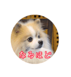 毎日使える！かわいすぎるポメラニアン（個別スタンプ：7）